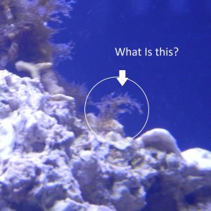 Nano reef.jpg