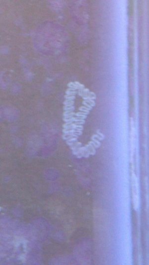 2012-10-30_13-29-06_426-805095066.jpg