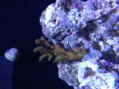pocillapora.jpg