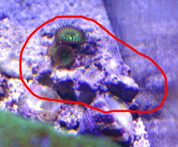Button Polyp.jpg
