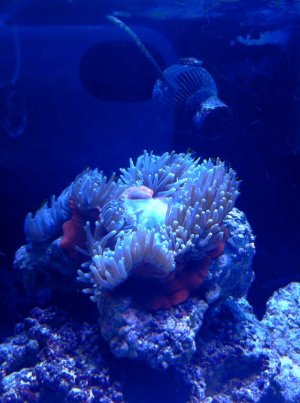 H. magnifica - 10_31_12.jpg