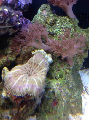 ImageUploadedByTapatalk HD1351795201.535430.jpg