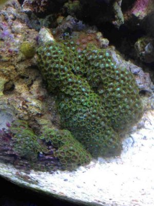 ImageUploadedByTapatalk HD1351795220.058110.jpg