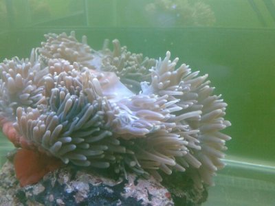 H. magnifica (1) 11_01_12.jpg