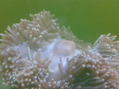 H. magnifica (2) 11_01_12.jpg