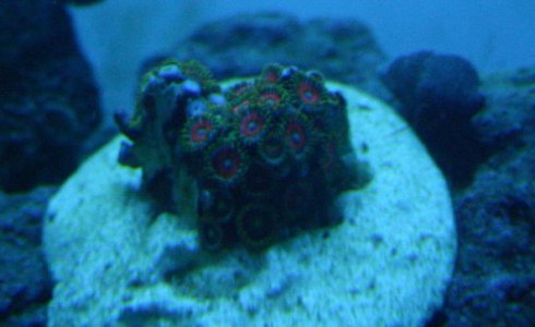 Zoa 1.jpg