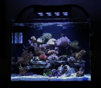 nuvo1 (800x702).jpg