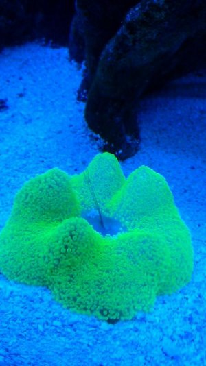 Haddoni Shrimp Feast.jpg