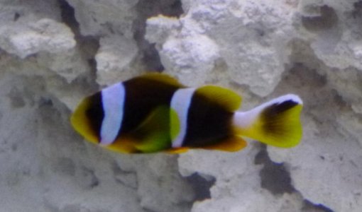 P1000092 - before.jpg