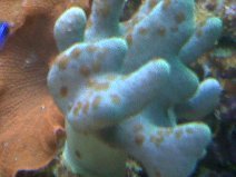 devils hand has spots.jpg