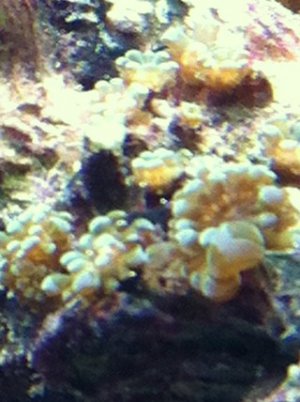 coral.jpg