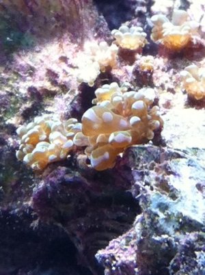 coral 1.jpg