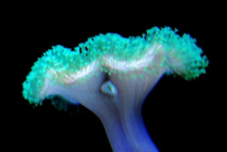 green polyp toadstool.jpg