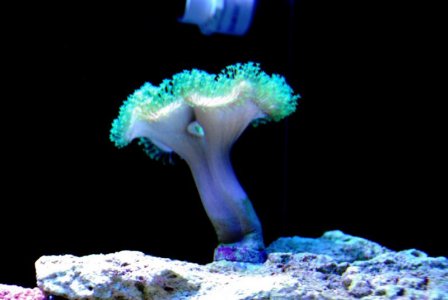 green polyp toadstool1.jpg