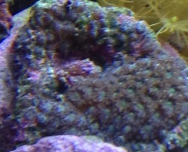 Coral.jpg