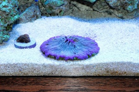 purple plate.jpg