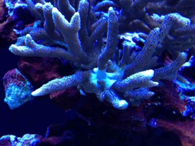 ImageUploadedByTapatalk1352336293.824095.jpg ImageUploadedByTapatalk1352336293.824095.jpg