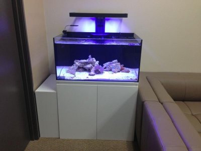 office reef tank.jpg