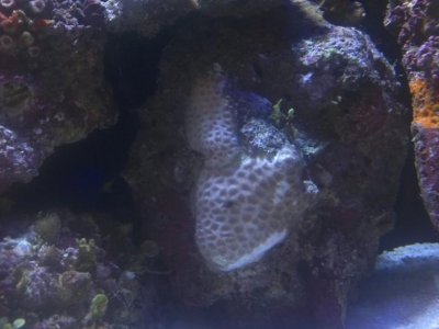 Coral.jpg
