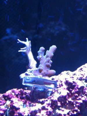 acro1.JPG