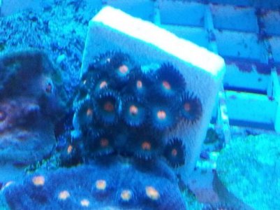 WP_000248.jpg