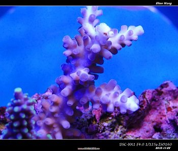 RCPO???DSC04435.jpg