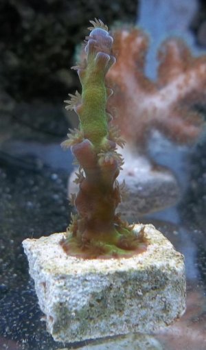 unknown frag.jpg