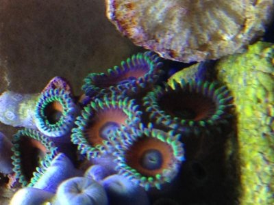 coral2.jpg