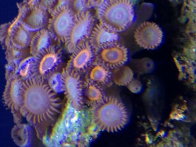 coral1.jpg