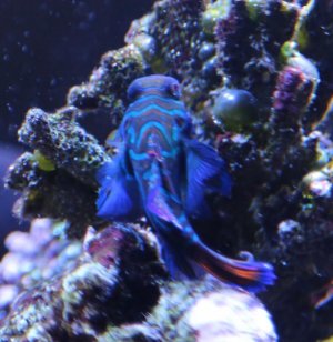 Mandarin Dragonette.jpg