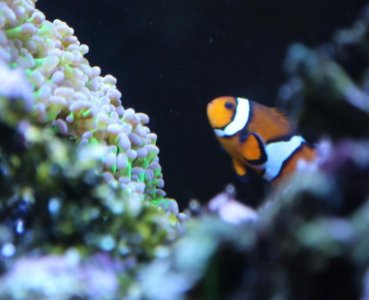 Clown peeking through hammer-frogspawn.jpg