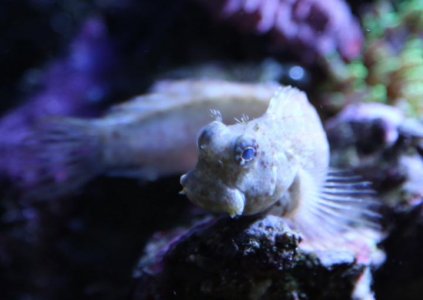 Old Man Lawnmower Blenny.jpg