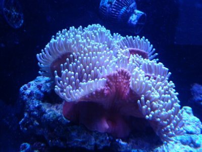 H. magnifica - 11_11_12.jpg