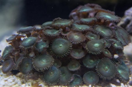 zoa.jpg