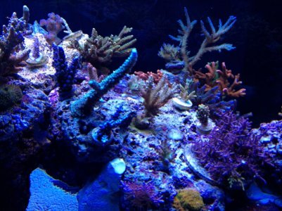 corals1.jpg
