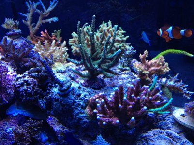 corals3.jpg