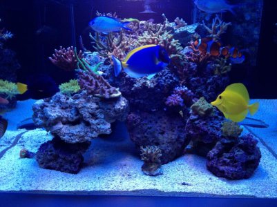 tangs.jpg