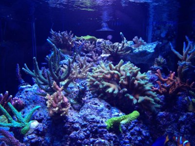 corals2.jpg