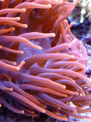 coral2.jpg