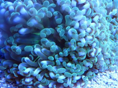 coral1.jpg