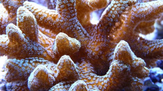 coral3.jpg