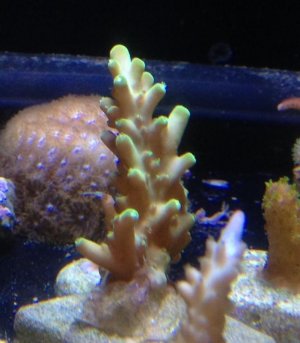 Unknow green frag.jpg