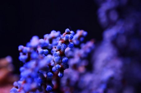 Ã¨â€œÂÃ¨Å Â±Ã§ÂºÂ¢Ã¦ÂµÂ·Ã¦Â â€˜.jpg