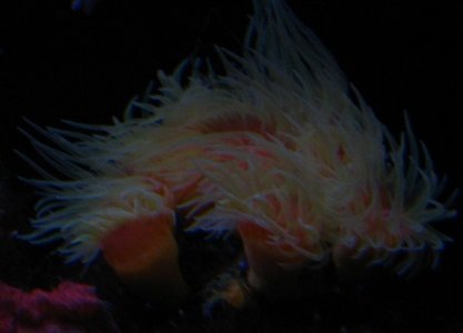 photo (1).JPG