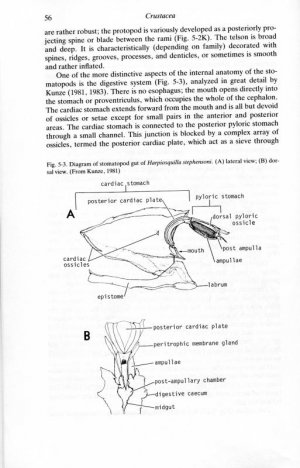 Harpiiosquilla gut.jpg
