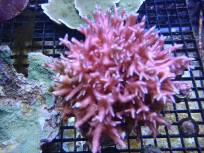 pink birdsnest.jpg