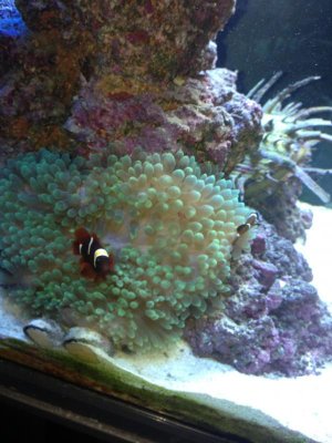 BTA when purchased.jpg