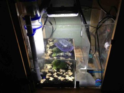 ImageUploadedByTapatalk1353221551.094549.jpg ImageUploadedByTapatalk1353221551.094549.jpg