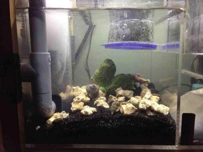 ImageUploadedByTapatalk1353221564.738632.jpg ImageUploadedByTapatalk1353221564.738632.jpg