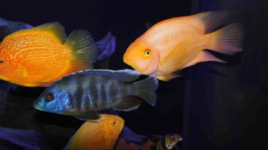 ImageUploadedByTapatalk HD1353292882.245870.jpg